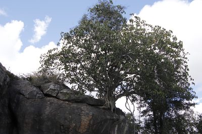 Ficus abutilifolia, photographed by Tony Rebelo