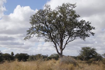 Combretum imberbe, photographed by Tony Rebelo