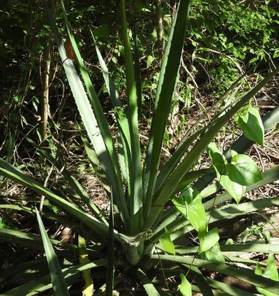 Agave vivipara, photographed by Sebastián de Jesús Herrera Buenfil