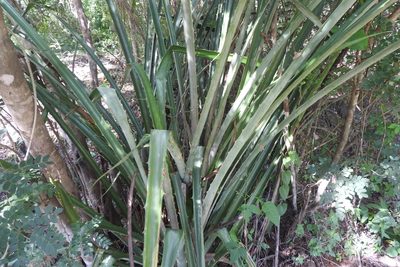 Bromelia pinguin, photographed by Sebastián de Jesús Herrera Buenfil