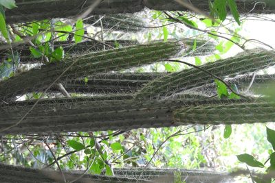 Pilosocereus gaumeri, photographed by Sebastián de Jesús Herrera Buenfil