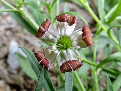Silene saxifraga, photographed by Karsten Rohweder