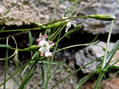 Silene saxifraga, photographed by Karsten Rohweder