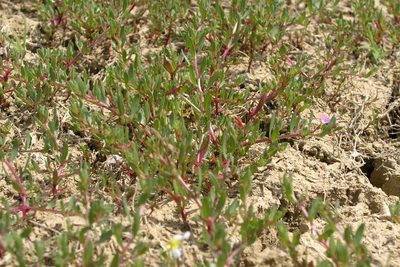 Lythrum tribracteatum, photographed by Olivier Argagnon