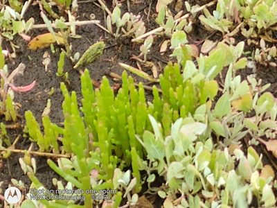 Salicornia europaea, photographed by Nigel Bentley