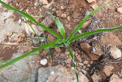 Echeandia luteola, photographed by Sebastián de Jesús Herrera Buenfil