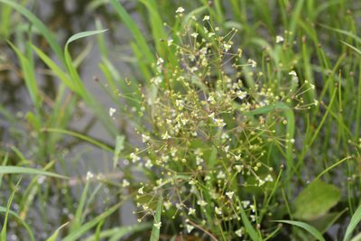 Alisma subcordatum, photographed by Quinten Wiegersma