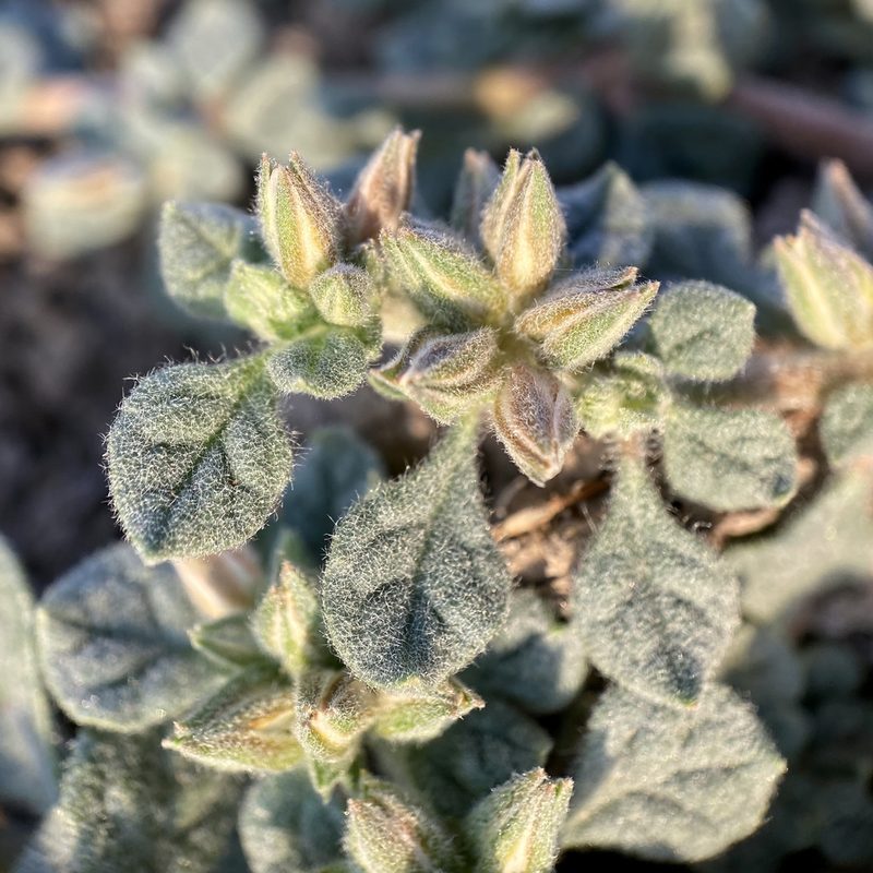 Glinus radiatus, photographed by Sue Carnahan