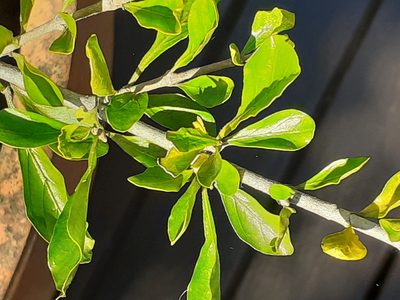 Coddia rudis, photographed by grabbarg
