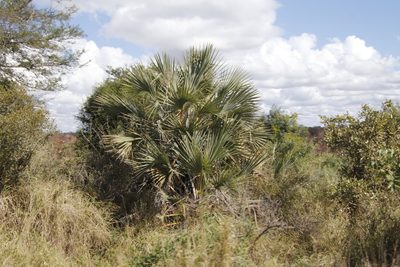 Hyphaene coriacea, photographed by Tony Rebelo
