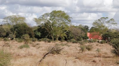 Vachellia xanthophloea, photographed by Tony Rebelo