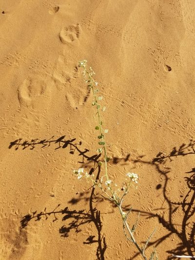 Dimorphocarpa pinnatifida, photographed by Bob Miller