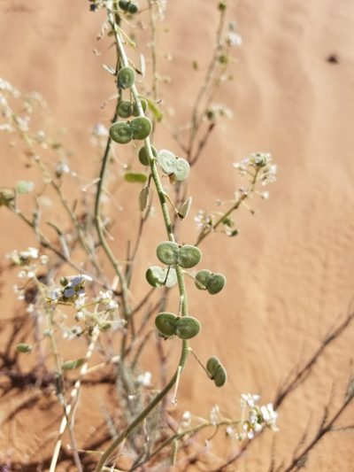 Dimorphocarpa pinnatifida, photographed by Bob Miller