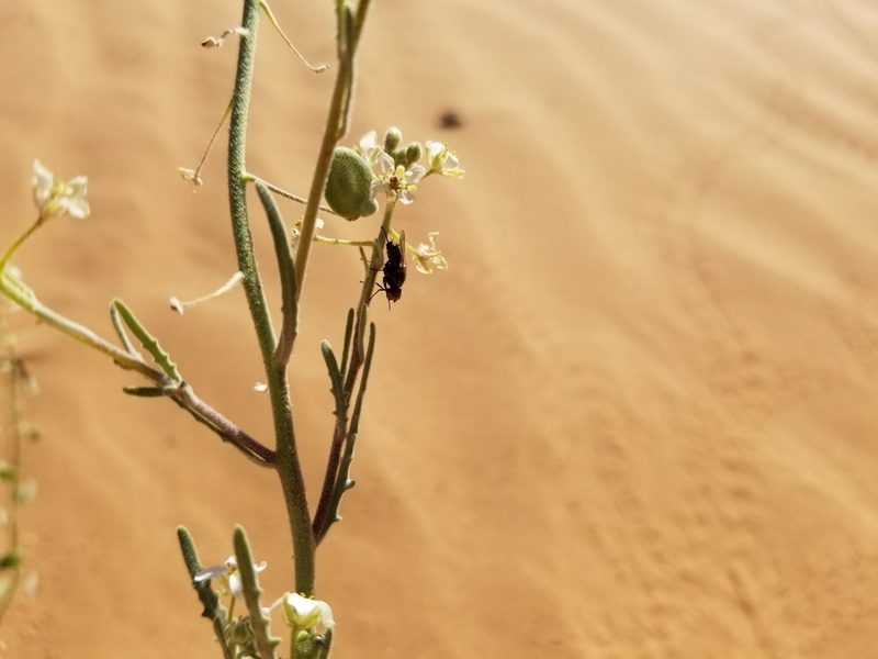Dimorphocarpa pinnatifida, photographed by Bob Miller