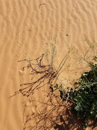 Dimorphocarpa pinnatifida, photographed by Bob Miller