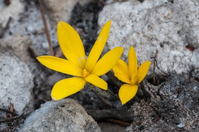 Pauridia monophylla, photographed by magriet b