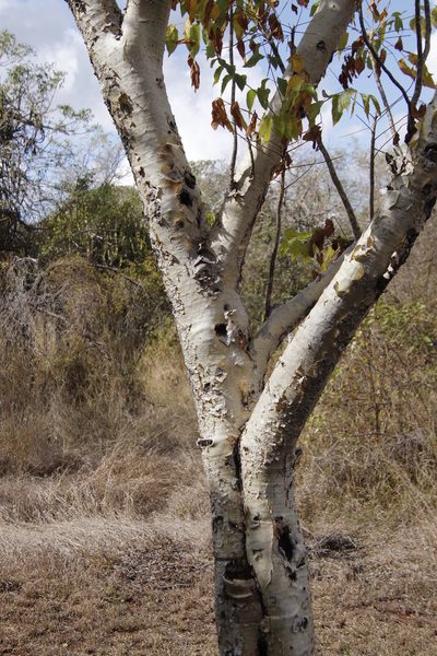 Steganotaenia araliacea, photographed by Tony Rebelo