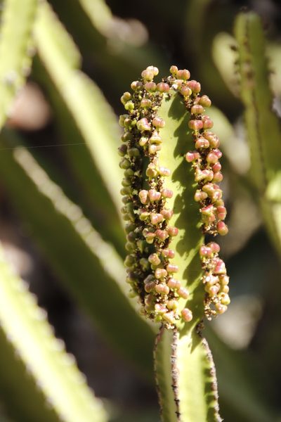 Euphorbia confinalis, photographed by Tony Rebelo