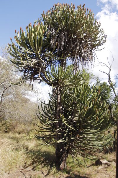 Euphorbia confinalis, photographed by Tony Rebelo