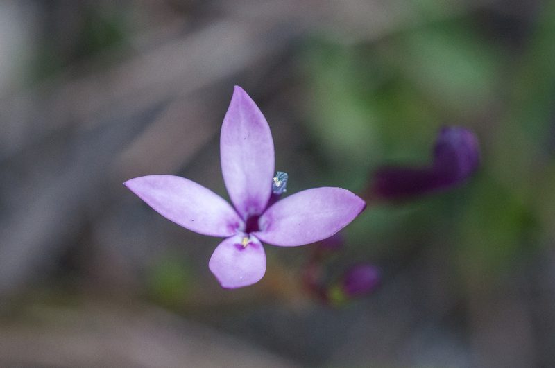 Lobelia stenosiphon, photographed by magriet b
