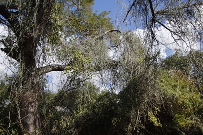 Combretum mossambicense, photographed by Tony Rebelo