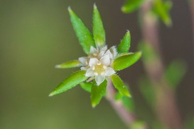 Phylica minutiflora, photographed by magriet b