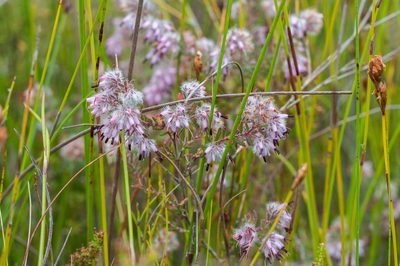 Erica eriocephala, photographed by magriet b