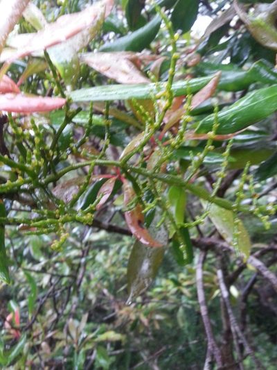 Korthalsella japonica, photographed by Steven Bachman
