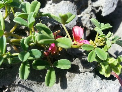 Indigofera trifoliata, photographed by Steven Bachman