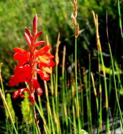 Watsonia galpinii, photographed by Di Turner