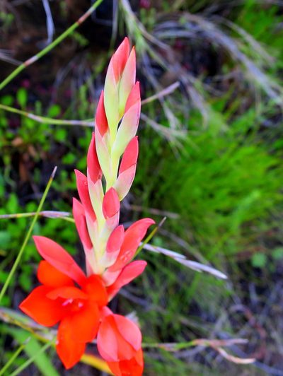 Watsonia galpinii, photographed by Di Turner