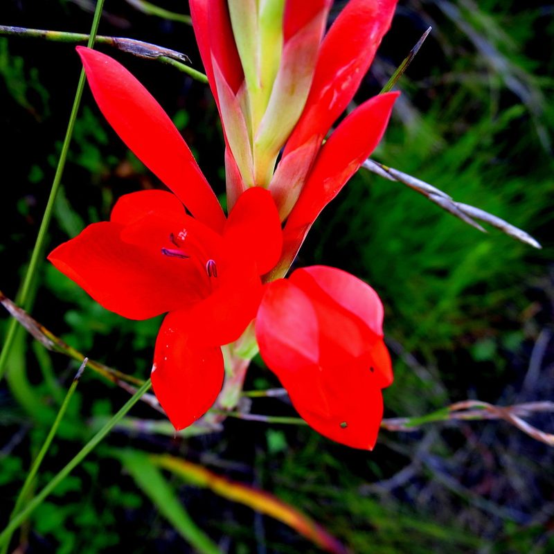 Watsonia galpinii, photographed by Di Turner