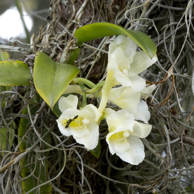 Rodriguezia granadensis, photographed by Manuel Ortiz