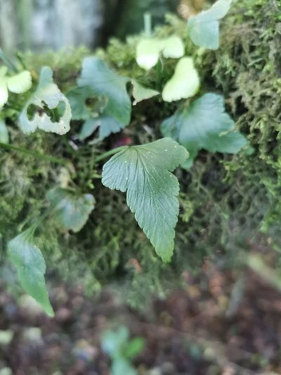 Asplenium trilobum, photographed by Inao Vasquez