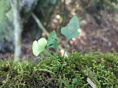 Asplenium trilobum, photographed by Inao Vasquez