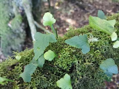 Asplenium trilobum, photographed by Inao Vasquez