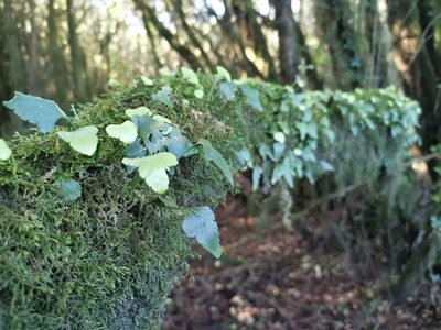 Asplenium trilobum, photographed by Inao Vasquez