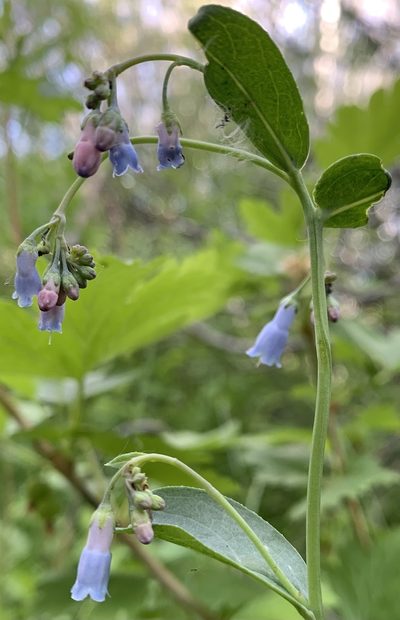 Mertensia brachycalyx, photographed by mark-groeneveld