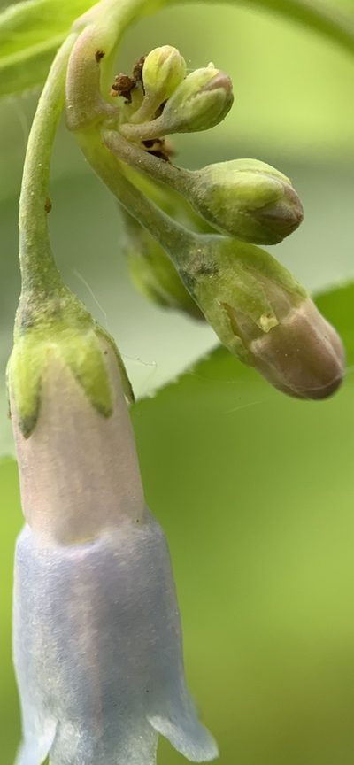 Mertensia brachycalyx, photographed by mark-groeneveld