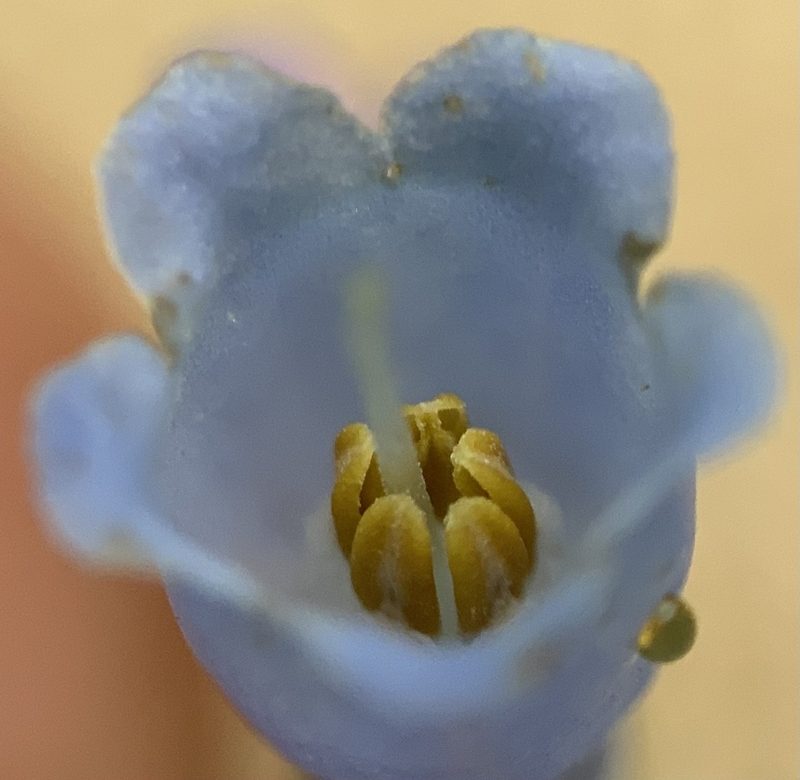 Mertensia brachycalyx, photographed by mark-groeneveld