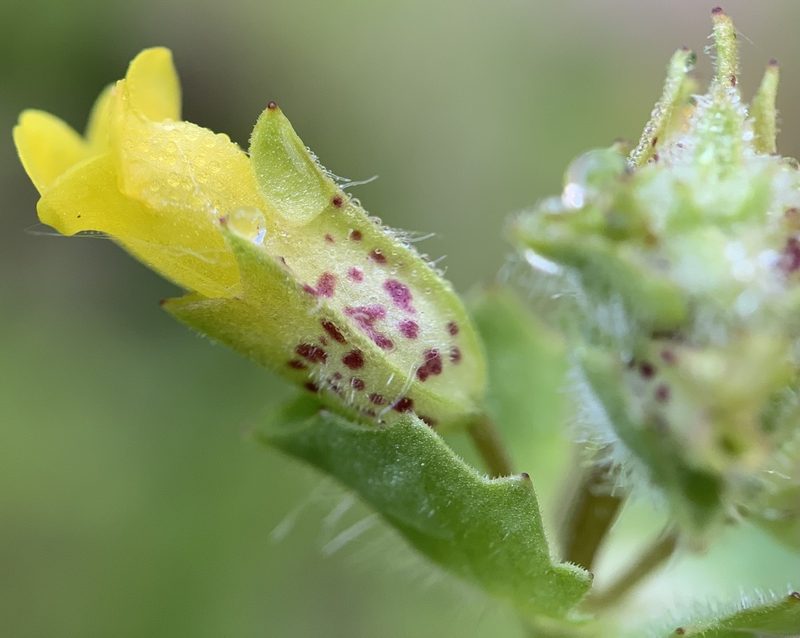 Erythranthe arvensis, photographed by mark-groeneveld