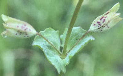 Erythranthe arvensis, photographed by mark-groeneveld