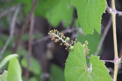 Vitis girdiana, photographed by Millie Basden