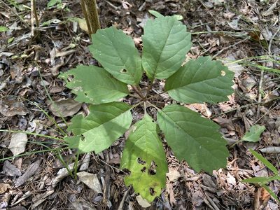Parthenocissus heptaphylla, photographed by Reid Hardin