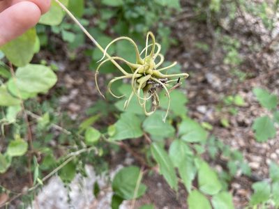 Clematis texensis, photographed by Reid Hardin