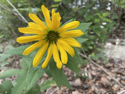 Silphium radula, photographed by Reid Hardin