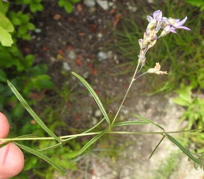 Pediomelum linearifolium, photographed by saltyhiker