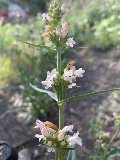 Penstemon pratensis, photographed by mark-groeneveld