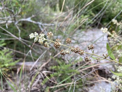 Buddleja racemosa, photographed by Reid Hardin