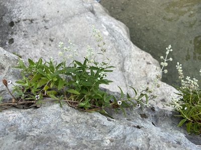 Buddleja racemosa, photographed by Reid Hardin